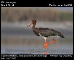 Attēlu rezultāti vaicājumam “Ciconia nigra”