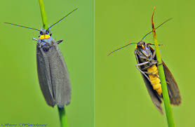 Attēlu rezultāti vaicājumam “Atolmis rubricollis”