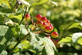 Attēlu rezultāti vaicājumam “Viburnum opulus fruit”