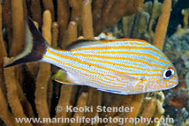 Image result for Haemulon carbonarium