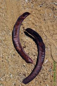 Attēlu rezultāti vaicājumam “Gleditsia triacanthos fruit”
