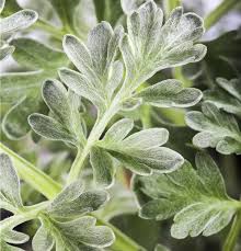 Image result for Artemisia absinthium