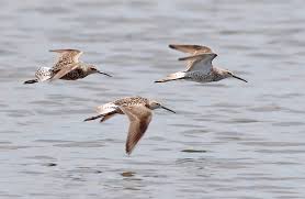 Image result for Calidris himantopus