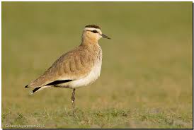 Image result for Vanellus gregarius