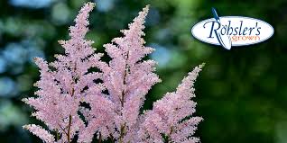 Attēlu rezultāti vaicājumam “Astilbe chinensis flower”