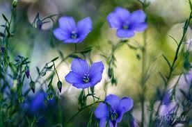 Attēlu rezultāti vaicājumam “Linum usitatissimum bud”