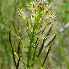 Attēlu rezultāti vaicājumam “Cardamine impatiens leaf”