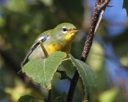 Image result for Parula americana