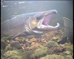 Image result for Salmo zrmanjaensis