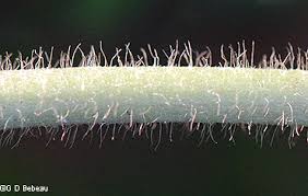 Attēlu rezultāti vaicājumam “Stemonitis herbatica stalked”