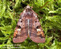 Attēlu rezultāti vaicājumam “Diarsia brunnea”