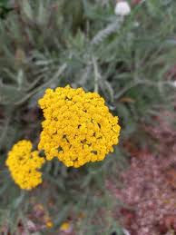 Image result for Achillea filipendulina