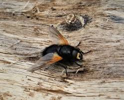 Attēlu rezultāti vaicājumam “Mesembrina meridiana”