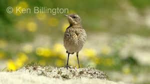 Attēlu rezultāti vaicājumam “Oenanthe oenanthe juvenile”