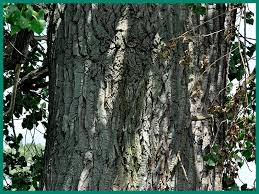 Attēlu rezultāti vaicājumam “Populus x gileadensis”