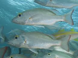 Image result for Lutjanus mahogoni