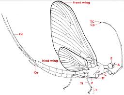 Attēlu rezultāti vaicājumam “Ephemeroptera”