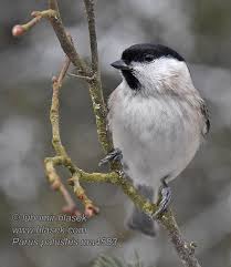 Attēlu rezultāti vaicājumam “Poecile palustris adult”
