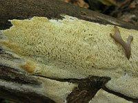 Attēlu rezultāti vaicājumam “Anomoporia bombycina”