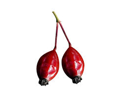 Attēlu rezultāti vaicājumam “Rosa majalis fruit”