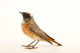 Attēlu rezultāti vaicājumam “Phoenicurus phoenicurus”