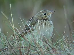 Image result for Anthus godlewskii