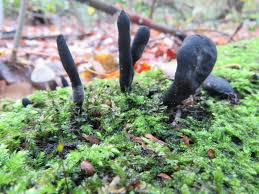 Attēlu rezultāti vaicājumam “Xylaria longipes”