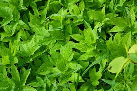 Image result for Pfefferminze