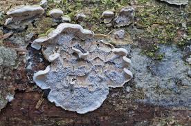 Attēlu rezultāti vaicājumam “Skeletocutis carneogrisea”