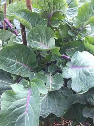 Image result for Taunton Deane