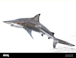 Image result for Carcharhinus brevipinna