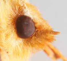 Attēlu rezultāti vaicājumam “Ennomos autumnaria male”