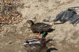 Image result for Anas rubripes