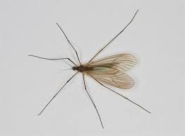 Attēlu rezultāti vaicājumam “Trichocera”