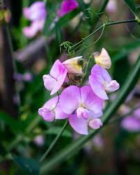Attēlu rezultāti vaicājumam “Lathyrus latifolius flower”