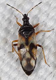 Attēlu rezultāti vaicājumam “Anthocoris nemorum”