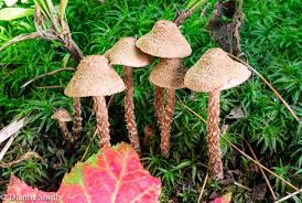 Attēlu rezultāti vaicājumam “Inocybe lanuginosa”