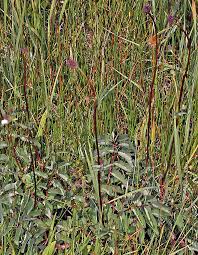 Attēlu rezultāti vaicājumam “Sanguisorba officinalis leaf”
