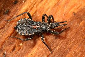 Attēlu rezultāti vaicājumam “Rhynocoris annulatus”