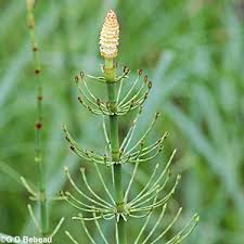 Attēlu rezultāti vaicājumam “Equisetum fluviatile”