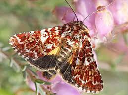 Attēlu rezultāti vaicājumam “Anarta myrtilli”