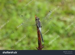 Attēlu rezultāti vaicājumam “Leucorrhinia albifrons”