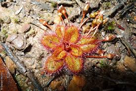 Attēlu rezultāti vaicājumam “Drosera anglica fruit”