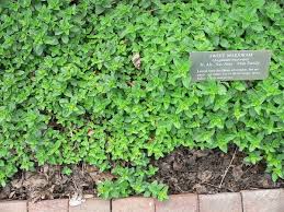Image result for Origanum majorana