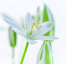 Attēlu rezultāti vaicājumam “Ornithogalum umbellatum”