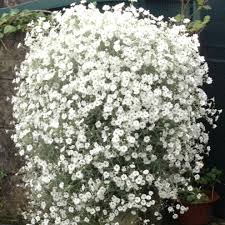 Attēlu rezultāti vaicājumam “Cerastium tomentosum flower”