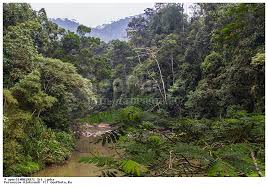 Image result for синхараджа