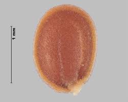 Attēlu rezultāti vaicājumam “Berteroa incana fruit”