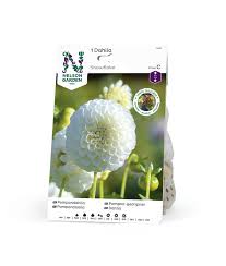 Image result for Dahlia `Snowflake`