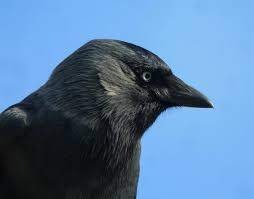 Attēlu rezultāti vaicājumam “Corvus monedula adult”